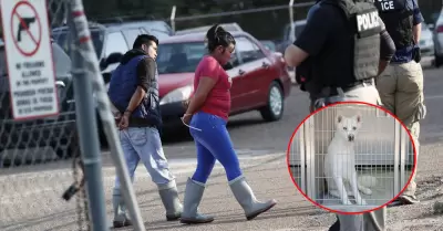 Operativos anti migratorios afect a mascotas.