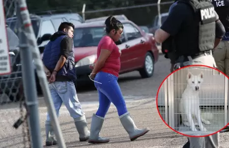 Operativos anti migratorios afect a mascotas.