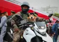 Gran Parada Cvico Militar 2025: ltimo desfile de 'Chato', el perrito paracaidista smbolo de la Polica Nacional