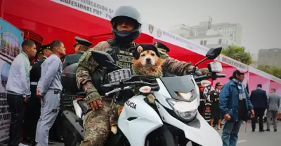 Perrito