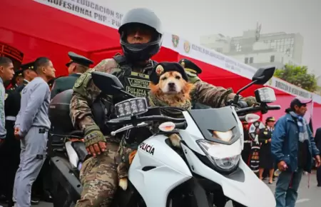 Perrito