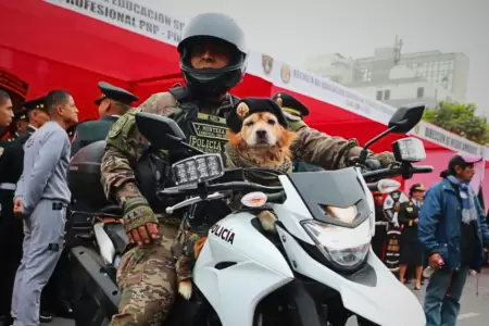 Perrito
