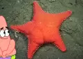 "Patricio argentino": estrella de mar con forma de glteos se vuelve viral en el fondo del Mar del Plata