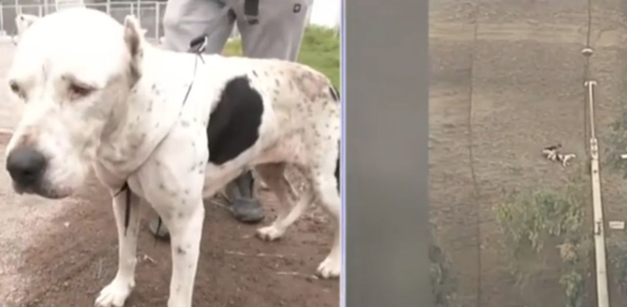 Joven arriesga su vida y salva a una mascota atrapada en acantilado de ...