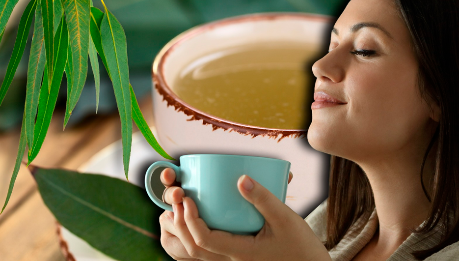 Infusin de eucalipto ayudar a que tengas un mejor sueo, sin ronquidos.