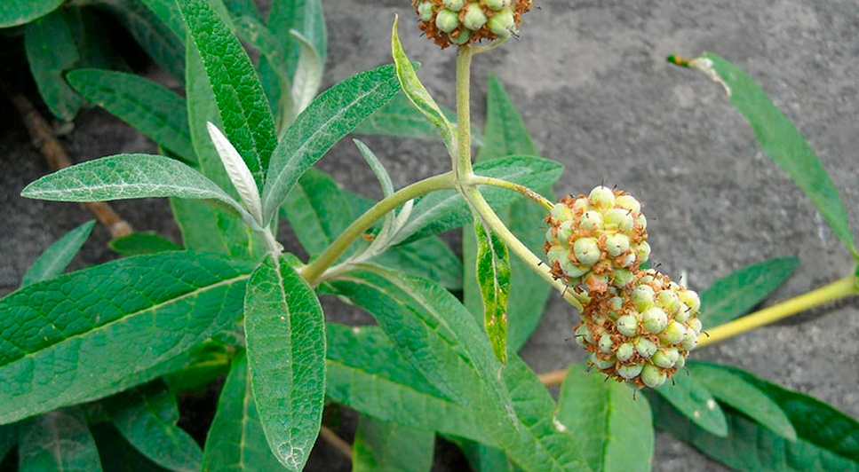 Matico, planta medicinal que crece en la Amazona peruana.