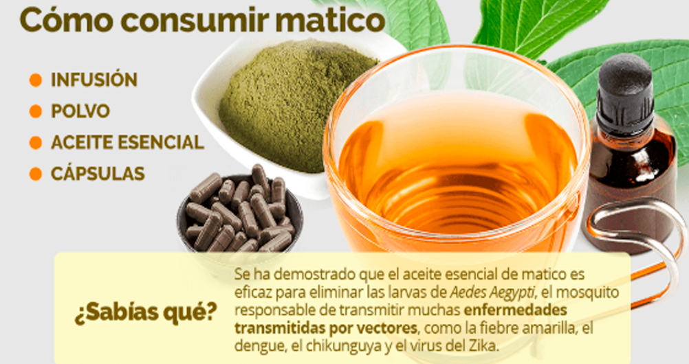 Consejos para saber cmo tomar el matico.
