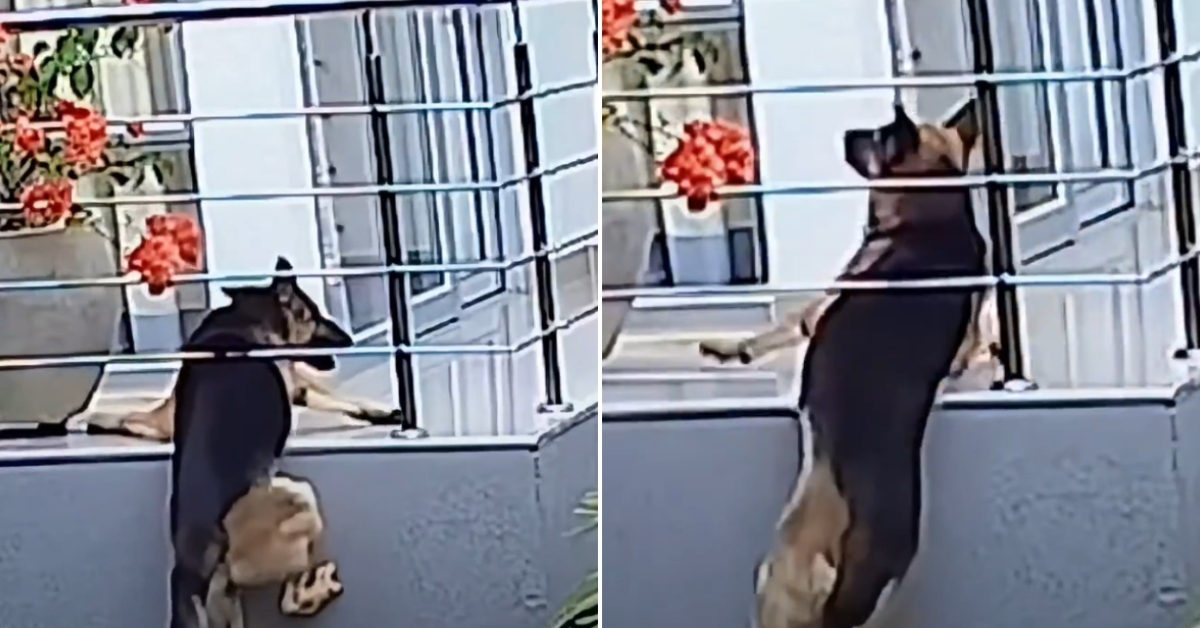 Heroico rescate: Mujer salva a su perrito que quedó colgando en balcón de edificio