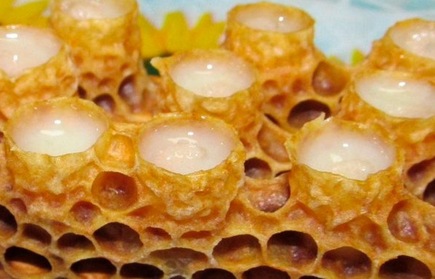 Jalea real, alimento rico en vitamina B: Clave para la longevidad y proteccin neurolgica.