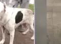 Joven arriesga su vida y salva a una mascota atrapada en acantilado de la Costa Verde
