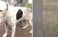 Joven arriesga su vida y salva a una mascota atrapada en acantilado de la Costa Verde