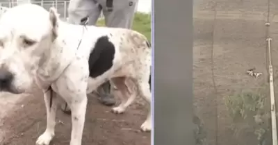 Joven salva a perrita atrapada en el acantilado de la Costa Verde