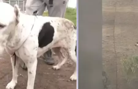 Joven salva a perrita atrapada en el acantilado de la Costa Verde