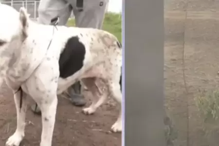 Joven salva a perrita atrapada en el acantilado de la Costa Verde