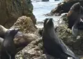 Pescador es sentenciado a seis meses de prisin por actos de crueldad contra un lobo marino