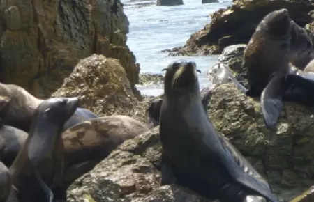 Pescador es condenado a prisin por agredir y asesinar a lobo marino fino