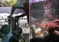Terror en acuario: Nio termina con lesiones tras ataque de pulpo gigante