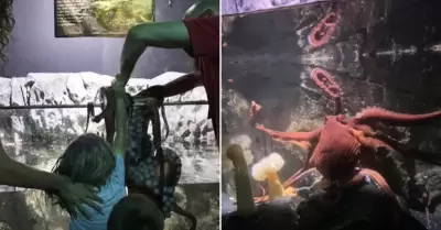 Pulpo gigante ataca a nio