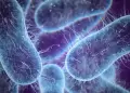 Bacteria 'come carne' cobra vidas en Estados Unidos: Cmo se contrae y qu se sabe de ella?