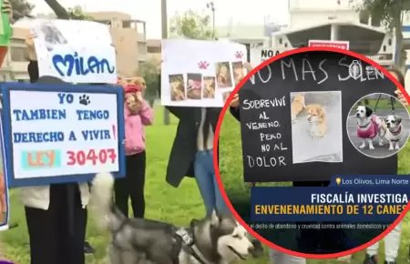 Plantn por perros envenenados en los Olivos.