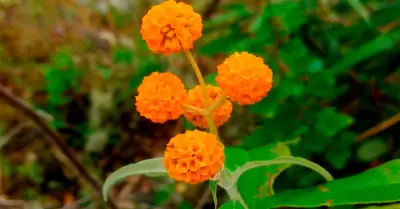 Planta medicinal que crece en la Amazona.