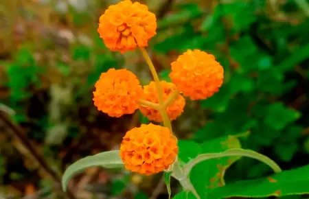 Planta medicinal que crece en la Amazona.