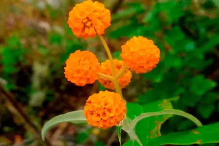 Planta medicinal que crece en la Amazona.