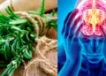 Cinco hierbas y especias que mejoran la digestin de forma natural, segn expertos