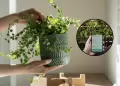 Consejos para el cuidado de las plantas: Descubre 4 apps que ayudan a preservarlas
