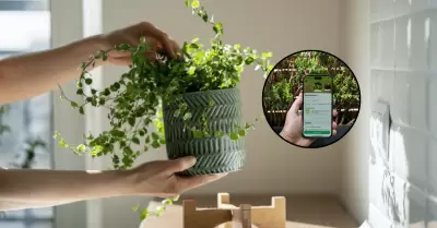 Consejos para el cuidado de las plantas: Descubre 4 apps que ayudan a preservarl