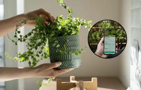 Consejos para el cuidado de las plantas: Descubre 4 apps que ayudan a preservarl