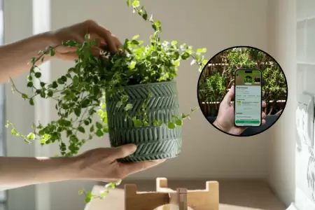 Consejos para el cuidado de las plantas: Descubre 4 apps que ayudan a preservarl