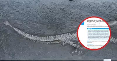 Paleontlogos identifican fsil de reptil marino.