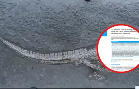 Paleontlogos identifican fsil de reptil marino.
