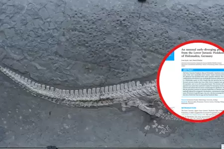 Paleontlogos identifican fsil de reptil marino.