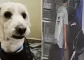 Perrito fue abandonado en peluquera canina: Dueo pag por bao y nunca ms volvi