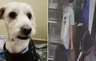 Perrito fue abandonado en peluquera canina: Dueo pag por bao y nunca ms volvi