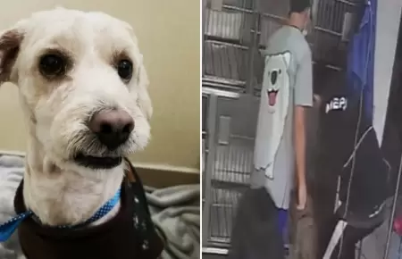 Abandonan a perrito en veterinaria