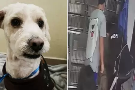 Abandonan a perrito en veterinaria