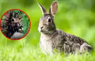 Conejos con 'cuernos' ponen en alerta a Estados Unidos: Esta es la inquietante causa de su apariencia