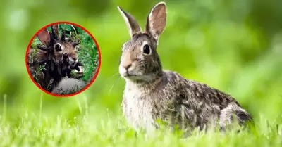 Conejos con 'cuernos' ponen en alerta a Estados Unidos: Esta es la inquietante c