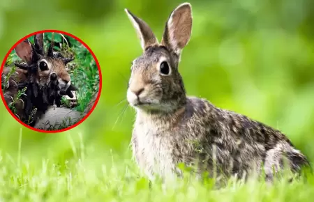 Conejos con 'cuernos' ponen en alerta a Estados Unidos: Esta es la inquietante c
