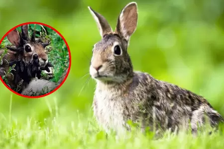 Conejos con 'cuernos' ponen en alerta a Estados Unidos: Esta es la inquietante c
