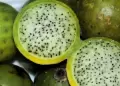 Sanky: Conoce la fruta andina rica en vitaminas que ayuda a combatir enfermedades gastrointestinales