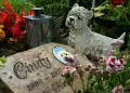Iquitos inaugurar el primer cementerio para mascotas del Per: "No vamos a cobrar precios excesivos"