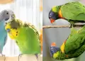 Sorprendente hallazgo en Australia: Cientficos observan alta incidencia de cambio de sexo en aves