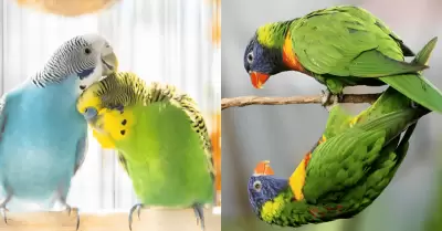 Sorprendente hallazgo en Australia: Cientficos observan alta incidencia de camb