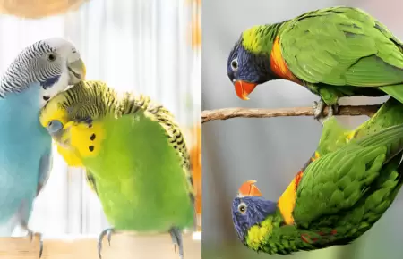 Sorprendente hallazgo en Australia: Cientficos observan alta incidencia de camb