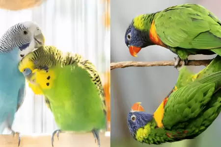 Sorprendente hallazgo en Australia: Cientficos observan alta incidencia de camb