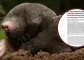 Descubren en Espaa un fsil de topo prehistrico que podra cambiar la historia evolutiva de su especie